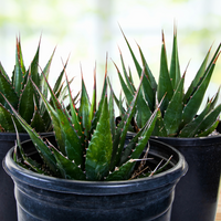 Agave Montana, Landscape Succulent Plant