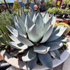 Agave Parryi Truncata Plant, Cold Hardy