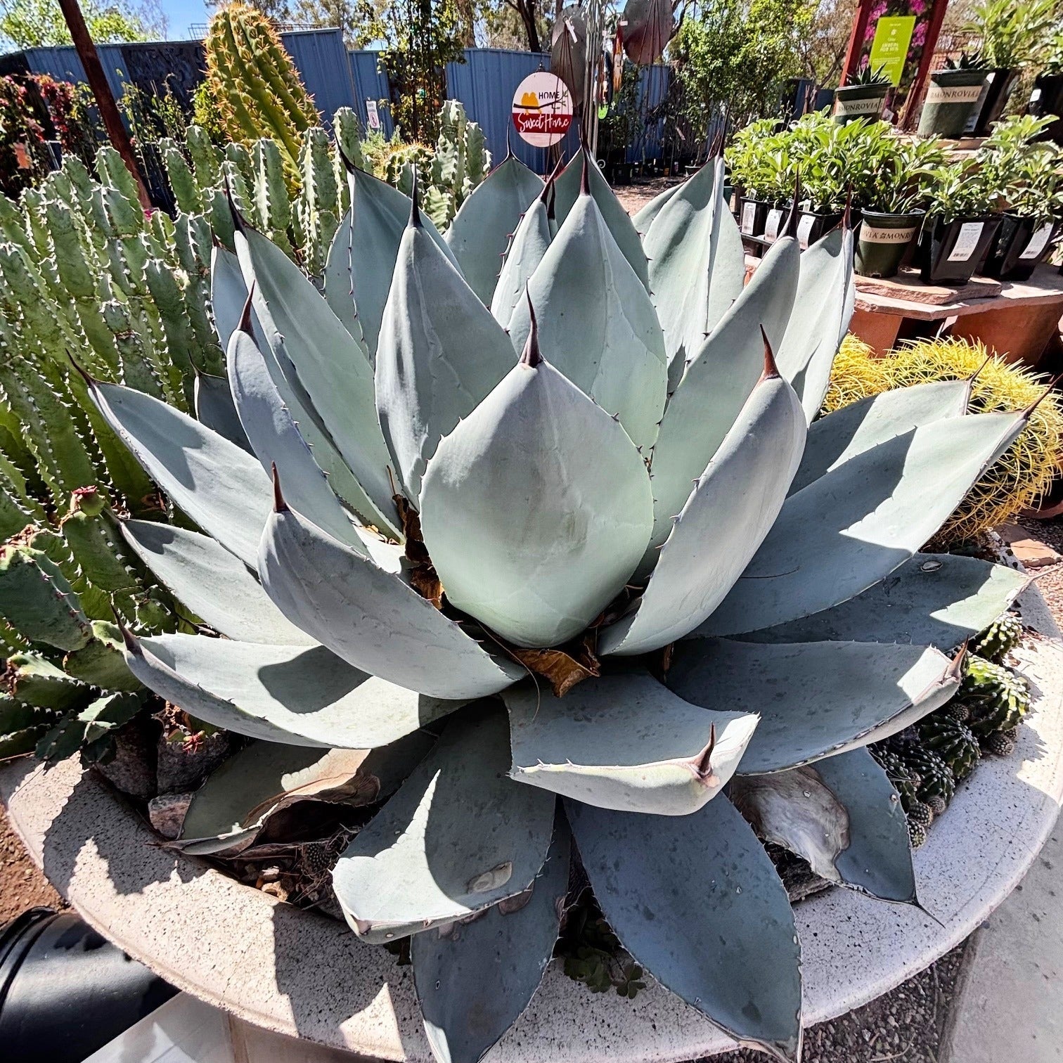 Agave Parryi Truncata Plant Cold Hardy The Plant Attraction agave-parryi-truncata-plant-cold-hardy-the-plant-attraction