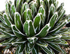 Queen Victoria Agave, Succulent Plant