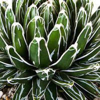 Queen Victoria Agave, Succulent Plant