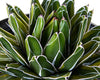 Variegated Queen Victoria Agave Plant