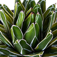 Variegated Queen Victoria Agave Plant