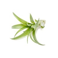 Tillandsia Abdita Brachycaulos Air Plants