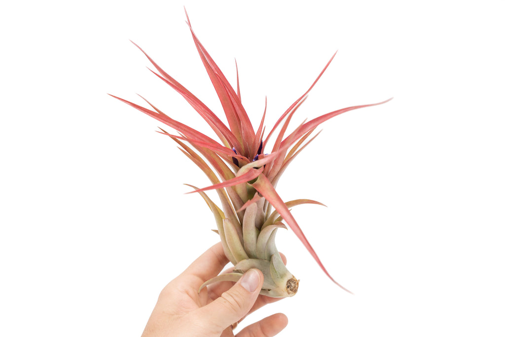 colorful air plant Large Tillandsia Abdita Brachycaulos Air Plants / 5-6 Inch Plants