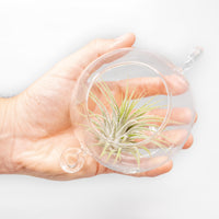 Terrarium Trio with Double Hooks and Tillandsia Juncea, Bulbosa, & Ionantha Air Plants