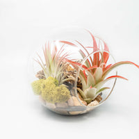 Large Hand-Blown Glass Terrarium with 2 Open Ends