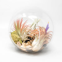 Large Hand-Blown Glass Terrarium with 3 Tillandsia Ionantha Air Plants