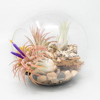 Large Hand-Blown Glass Terrarium with 2 Open Ends