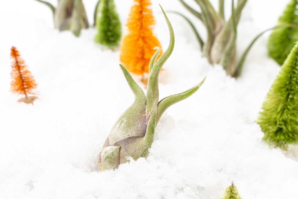 air plants in winter Tillandsia Caput Medusae Air Plants