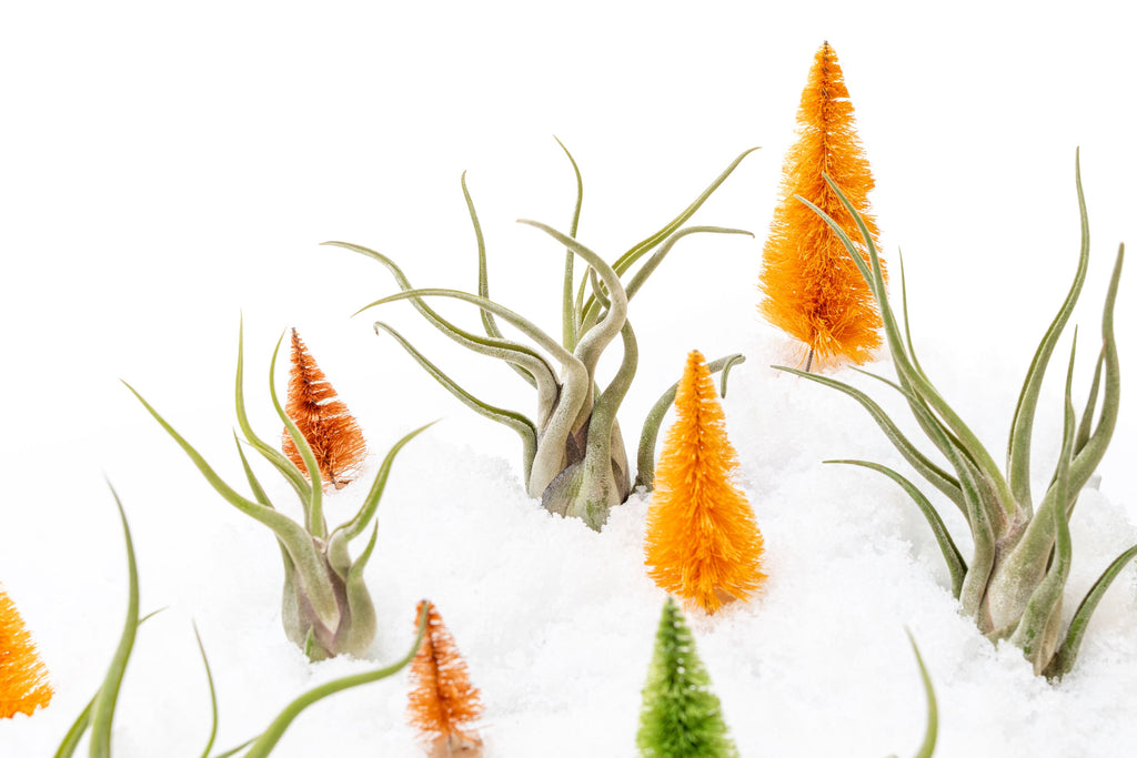air plant sale SALE - Tillandsia Caput Medusae Air Plants - Set of 10 or 20 - 70% Off