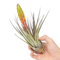 Tillandsia Fasciculata Tricolor Golden Torch Air Plants