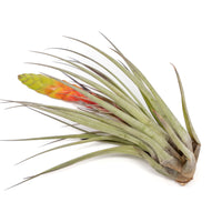 Tillandsia Fasciculata Tricolor Golden Torch Air Plants