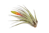 Large Tillandsia Fasciculata Tricolor Air Plants - Sale On Set of 5 or 10