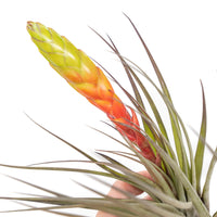 Tillandsia Fasciculata Tricolor Golden Torch Air Plants
