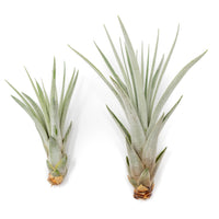 Tillandsia Fasciculata Tricolor Golden Torch Air Plants