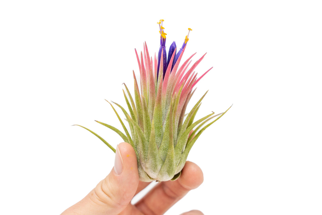 tillandsia air plants for sale SALE - Large Tillandsia Ionantha Rubra Air Plants - Set of 10 or 20