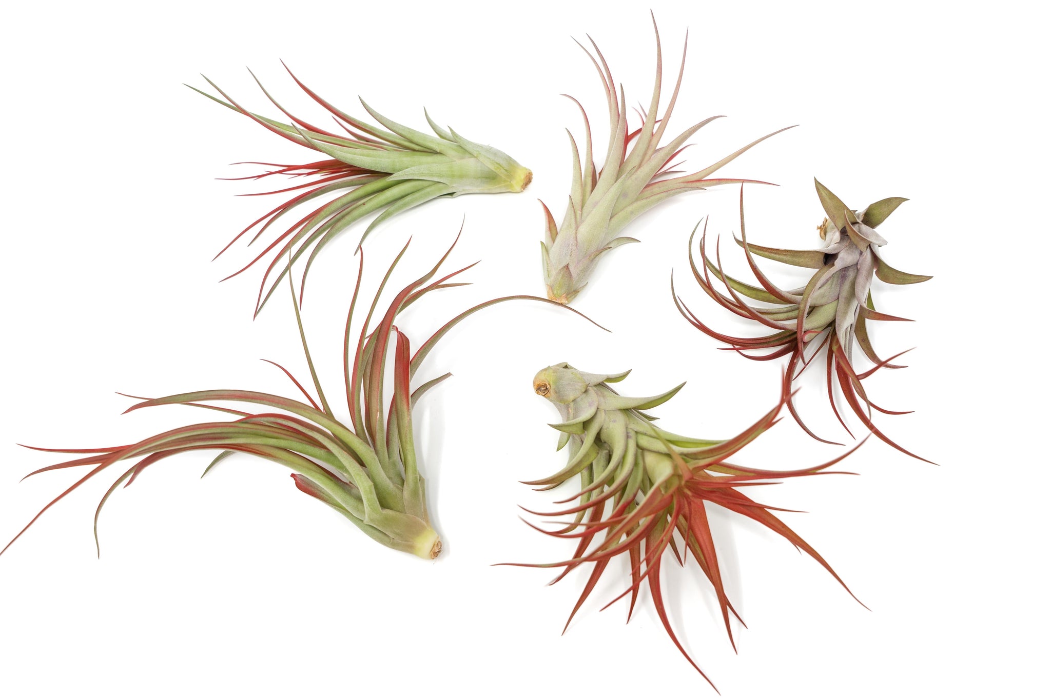 Large Tillandsia Red Abdita Air Plants / 5-6 Inch Plants | The Plant ...