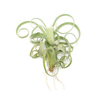 Tillandsia Curly Slim (T. Intermedia x T. Streptophylla) Air Plant