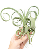 Tillandsia Curly Slim (T. Intermedia x T. Streptophylla) Air Plant