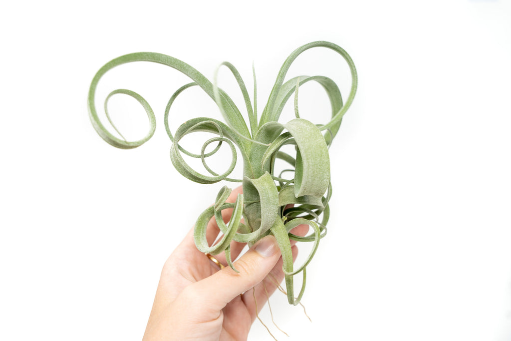 streptophylla air plant Tillandsia Curly Slim (T. Intermedia x T. Streptophylla) Air Plant