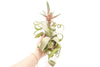 Tillandsia Streptophylla Air Plants - Set of 3 or 6 - 30% Off