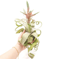 Tillandsia Streptophylla Air Plants - Set of 3 or 6 - 30% Off