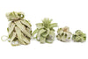 Tillandsia Streptophylla Air Plants - Set of 3 or 6 - 30% Off