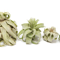 Tillandsia Streptophylla Air Plants - Set of 3 or 6 - 30% Off
