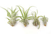 Tillandsia Streptophylla Air Plants - Set of 3 or 6 - 30% Off