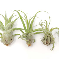 Tillandsia Streptophylla Air Plants - Set of 3 or 6 - 30% Off