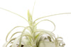 Tillandsia Xerographica Air Plants