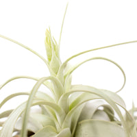 Tillandsia Xerographica Air Plants