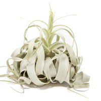 Spectacular Jumbo Tillandsia Xerographica / 8+ Inches Wide
