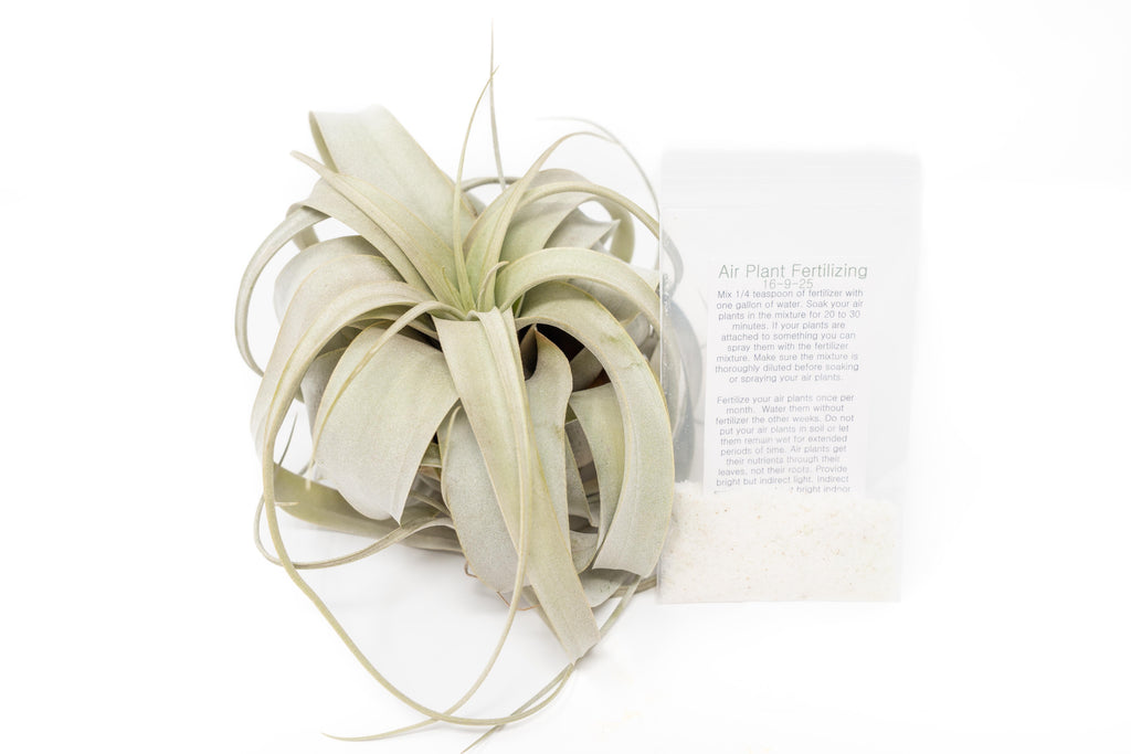 air plants for sale Large Tillandsia Xerographica + 1 Year Air Plant Fertilizer Pack