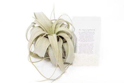 argentea thin air plant Tillandsia Argentea Thin Air Plants