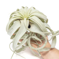 Tillandsia Xerographica Air Plants