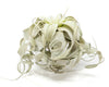 Special Curly Tillandsia Xerographica Air Plant - Limited Quantities / 6-8 Inches Wide