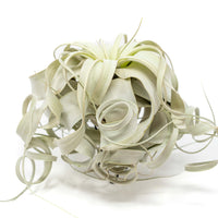 Special Curly Tillandsia Xerographica Air Plant - Limited Quantities / 6-8 Inches Wide