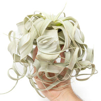 Special Curly Tillandsia Xerographica Air Plant - Limited Quantities / 6-8 Inches Wide