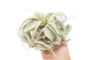 Tillandsia Xerographica Air Plants