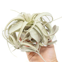 Tillandsia Xerographica Air Plants
