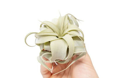 Tillandsia Xerographica Seedling - 2-4 Inches Wide