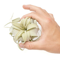 Tillandsia Xerographica Air Plants