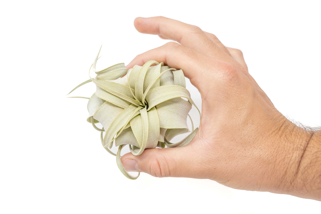 Tillandsia Xerographica Air Plants