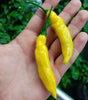 Aji Gold (Limon) Pepper Seeds, Central American Garden Vegetables