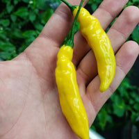 Aji Gold (Limon) Pepper Seeds, Central American Garden Vegetables