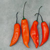 Aji Pepper Seed Collection, 6 Chili Varieties Of Garden Vegetables