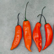 Aji Pepper Seed Collection, 6 Chili Varieties Of Garden Vegetables