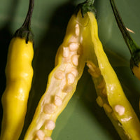 Aji Pineapple Pepper Seeds, Garden Vegetables